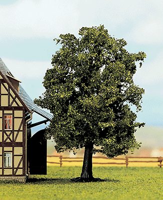 Image for 528-21690 Beech tree 13cm