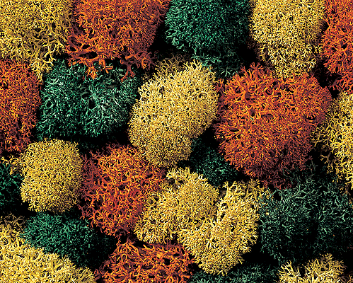 Image for 528-8630 Lichen autumn asrtd