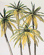 Image for 590-18600 Palm trees 4/