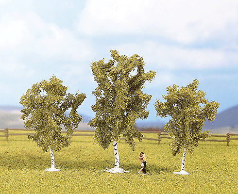 Image for 528-25120 Birch Tree 3 - 4" 3/