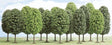 Image for 189-6586 Deciduous Trees Assrt 12/