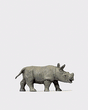 Image for 590-29523 Young African Rhinoceros