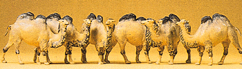 Image for 590-20383 Camels 2-Hump 6/