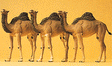 Image for 590-20397 Camels 1-Hump 3/