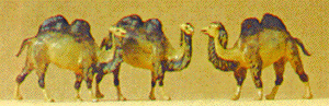 Image for 590-79711 Camels