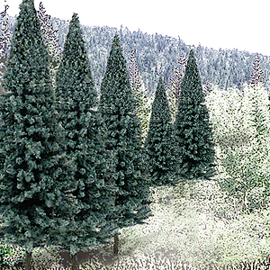Woodland Scenics 1587 Blue Spruce Tree Value Pack - Ready Made Trees(TM) -- 2 - 4" 5.1 - 10.2cm pkg(18) A Scale