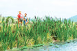 Image for 949-4179 Cattails 60/