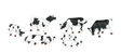 Image for 160-33153 Cows Black/White 6/