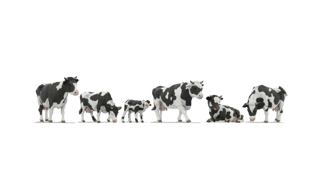 Image for 528-44540 Cows