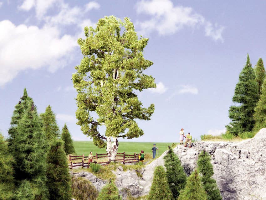 Image for 528-21641 Double-Trunk Birch 19cm