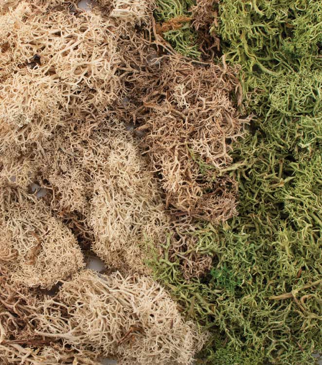 Image for 785-6500 All Game Wntr Mix EZ Bush