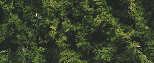 Woodland Scenics 1130 Fine Leaf Foliage(TM) - 75 Cu. In.  1.2 Cu. m. -- Dark Green A Scale