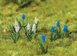 Image for 272-181265 Grape Hyacinths 32/