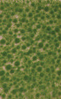 Image for 189-3511 Grass Tufts Spring Short