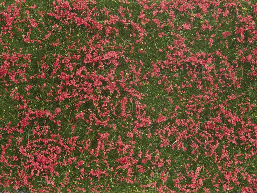 Image for 528-7257 Groundcover Meadow Red