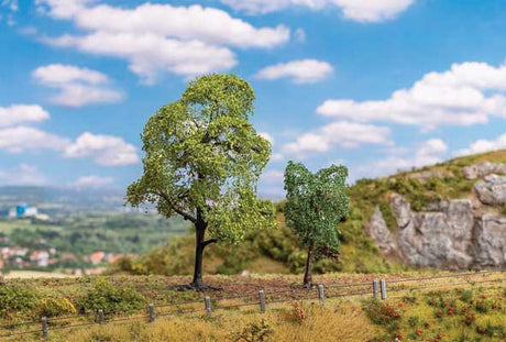 Image for 272-181800 Hornbeam and Sycamore