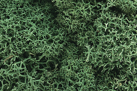 Woodland Scenics 162 Lichen - 1.5qts 1.4L -- Light Green A Scale