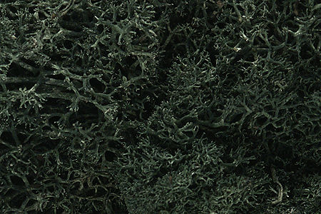 Woodland Scenics 164 Lichen - 1.5qts 1.4L -- Dark Green A Scale