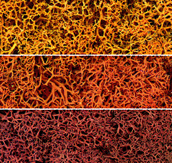 Woodland Scenics 165 Lichen - 1.5qts 1.4L -- Autumn Mix A Scale