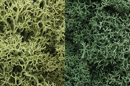 Woodland Scenics 167 Lichen - 3qts 2.84L -- Light Green Mix A Scale