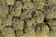 Image for 528-8600 Lichen Stone Gry      1oz