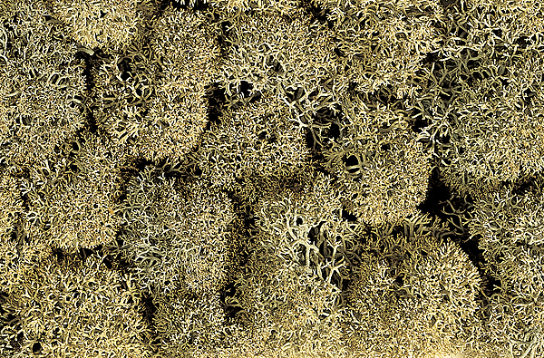 Image for 528-8600 Lichen Stone Gry      1oz