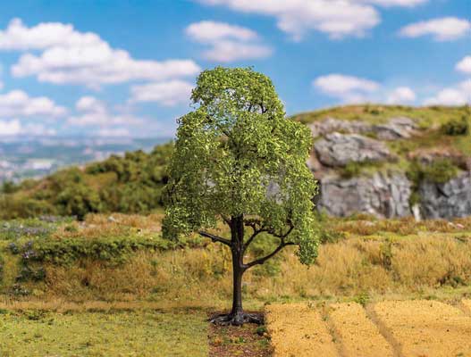 Image for 272-181701 Lime Tree