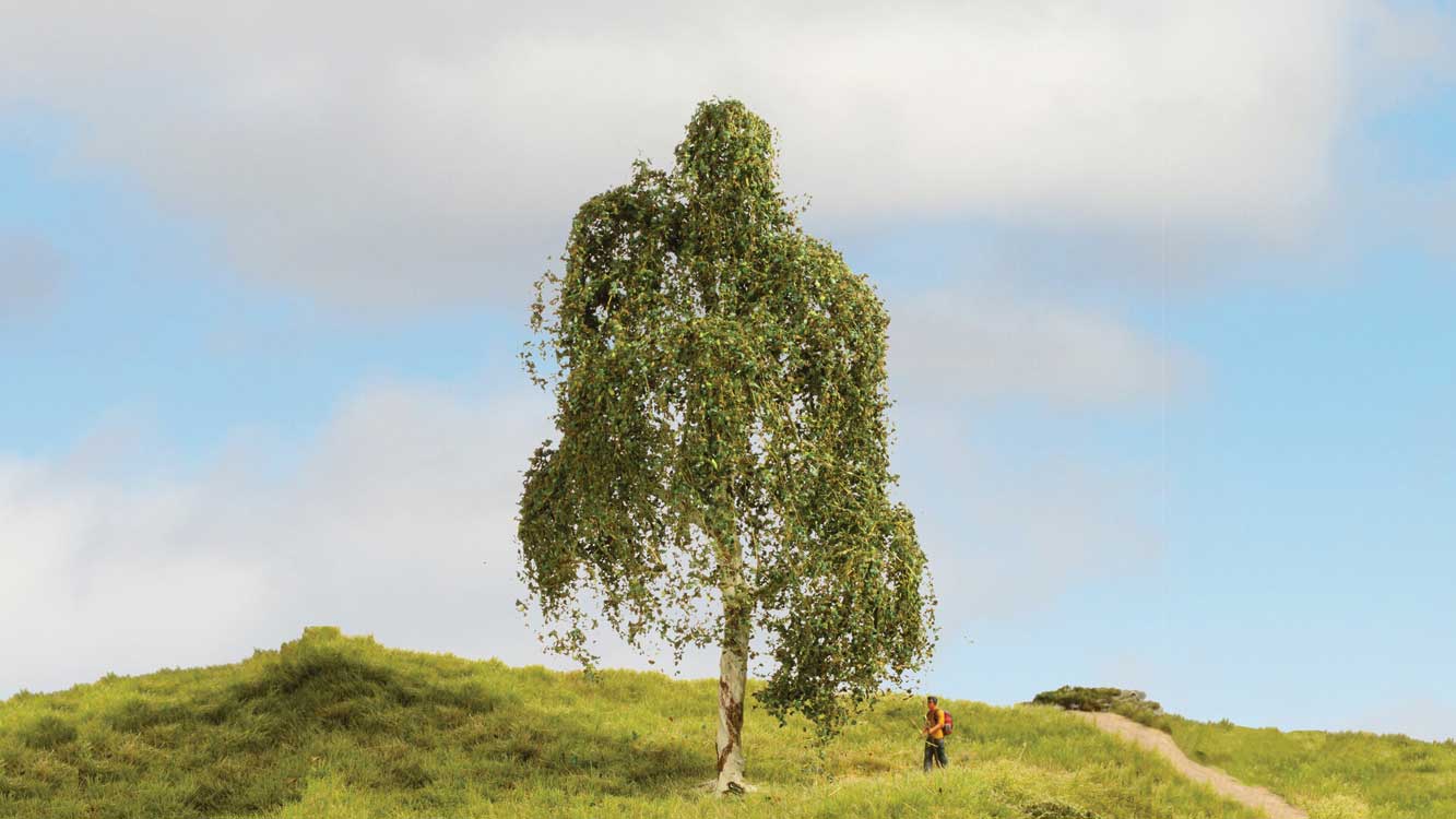 Image for 528-20120 Silver Birch Tree