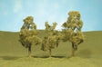Image for 160-32009 Sycamore Trees 3-4" 3/