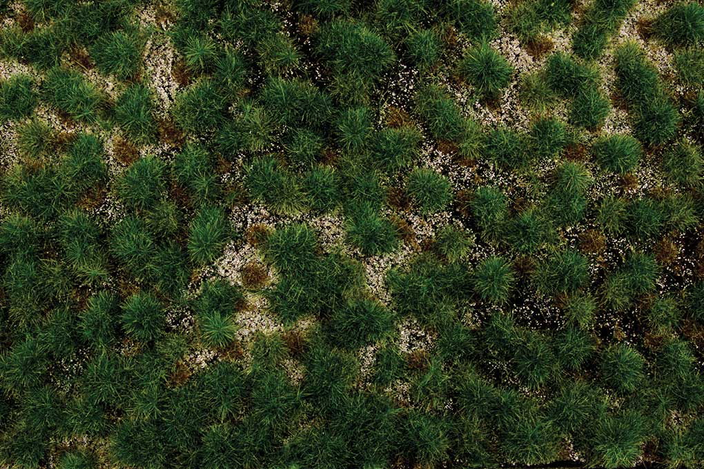 Image for 160-32924 Tufted Grass Wstrn Range