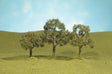 Image for 160-32007 Walnut Trees 2.5-3.5" 3/
