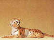 Image for 590-47510 Tiger lying