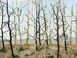 Image for 160-32509 Wood's Edge Tree Bare 14/