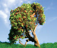 Image for 295-T23 Apple Tree Sml 3-5" 2/