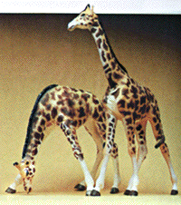Image for 590-20385 Giraffes               2/