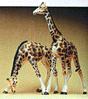 Image for 590-20385 Giraffes               2/