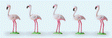 Image for 590-20372 Flamingos 5/