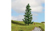 Image for 528-20193 Spruce Tree