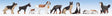 Image for 528-36717 Dogs 9/