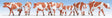 Image for 528-15726 Cows brown/white