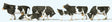 Image for 590-10145 Cows Wht & Blk 6/