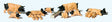 Image for 590-10149 Dmstc Pigs Schwabisch 8/