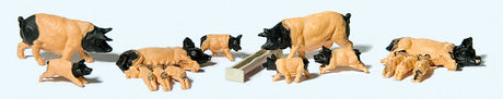 Image for 590-10149 Dmstc Pigs Schwabisch 8/