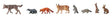 Image for 272-151915 Animals in the Forest