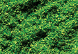 Image for 272-170702 Ground Cvr Spring Grn 1oz