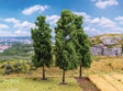Image for 272-181576 Trees Poplars  3/