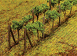 Image for 272-181254 Vines 24/