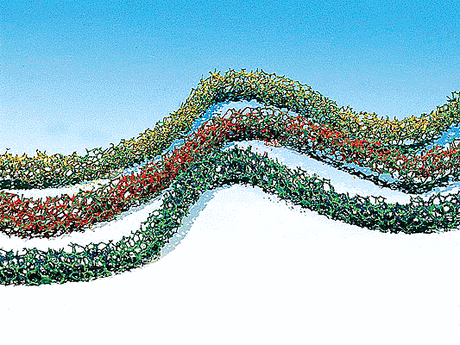 Image for 272-181443 Bushes/Hedges Red/Grn/Ylw