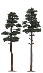 Image for 189-6143 Pine Tree 185 & 195mm 2/