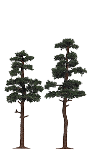 Image for 189-6142 Pine Tree 145/160mm